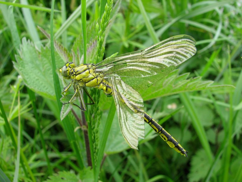 2009 Marais de la Voise 26